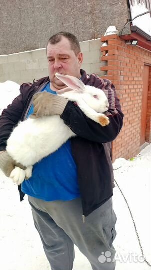 Кролы и кролихи