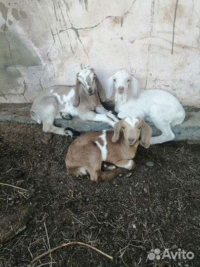 Продам козлят