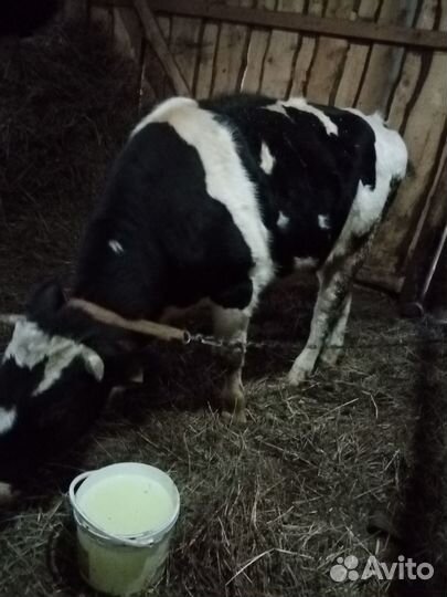 Продам двух бычков на мясо