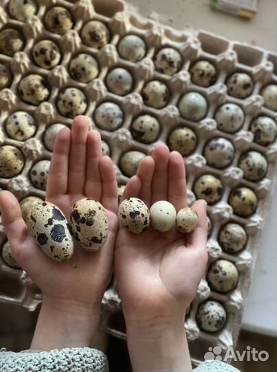 Инкубационное яйцо перепёлки Техас