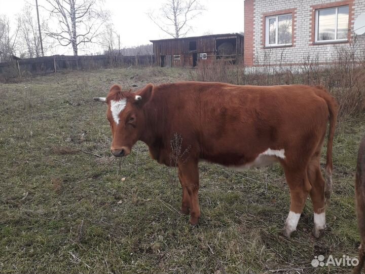 Нетели 1 год и семь месяцев. Продам