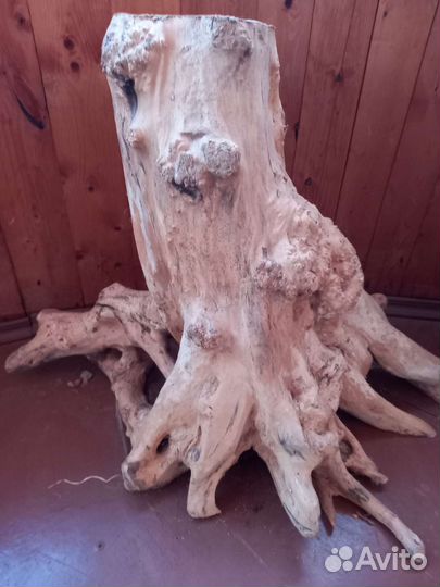 Корни дерева. Стволы