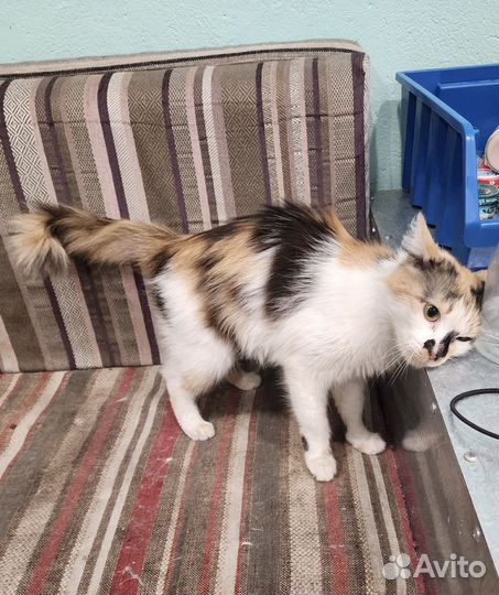 Кошечка в ответственные руки