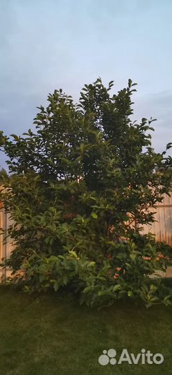 Магнолия саженцы