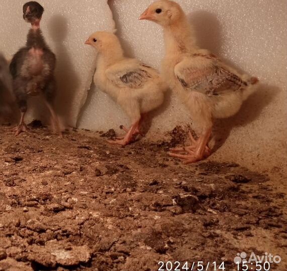 Цыплята
