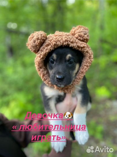 Щенки в добрые руки