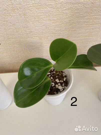 Пеперомия туполистная