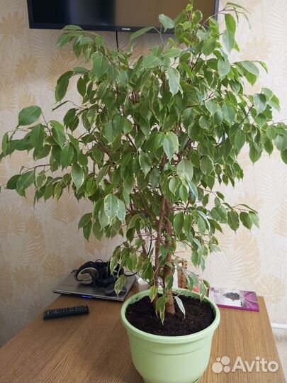 Фикус бенджамина пестролистный