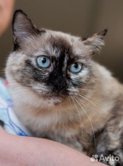 Кошка в добрые руки