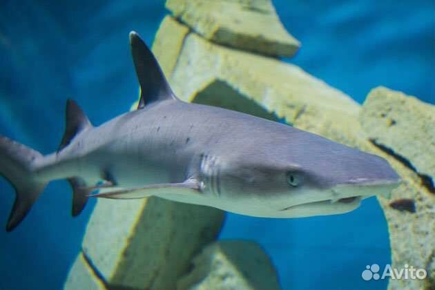Билеты в океанариум