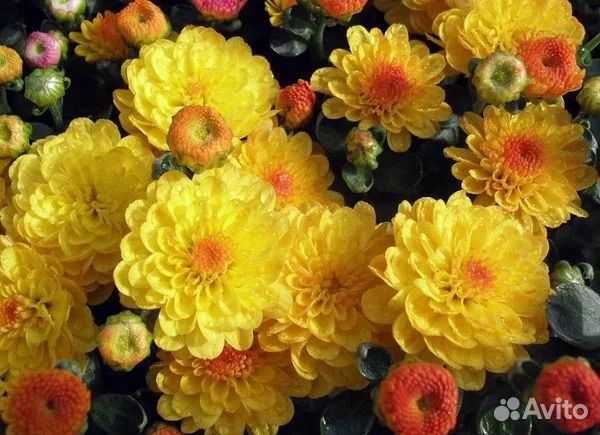 Хризантема мультифлора