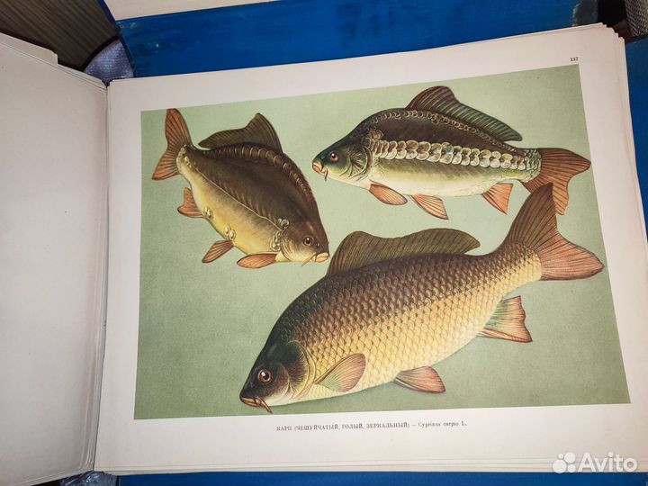 Промысловые рыбы СССР Атлас. редкое издание