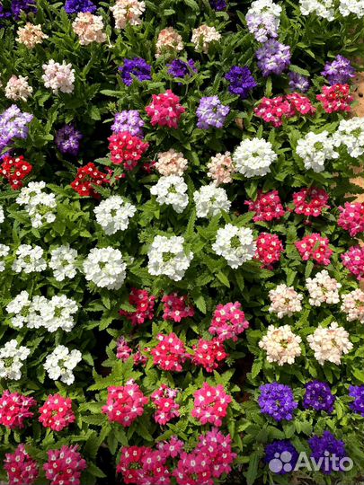 Цветы для сада и лоджий