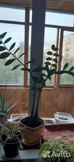 Замиокулькас (Долларовое дерево)