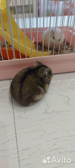 Джунгарик с клеткой