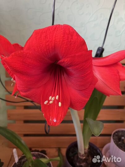 Гиппеаструм