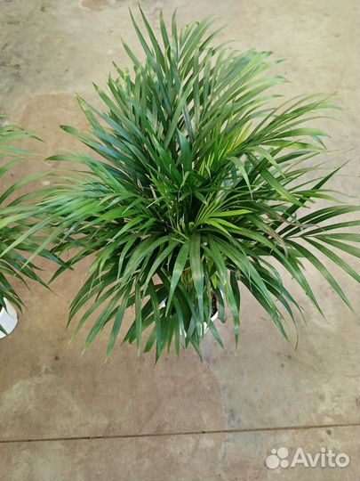 Пальма Арека