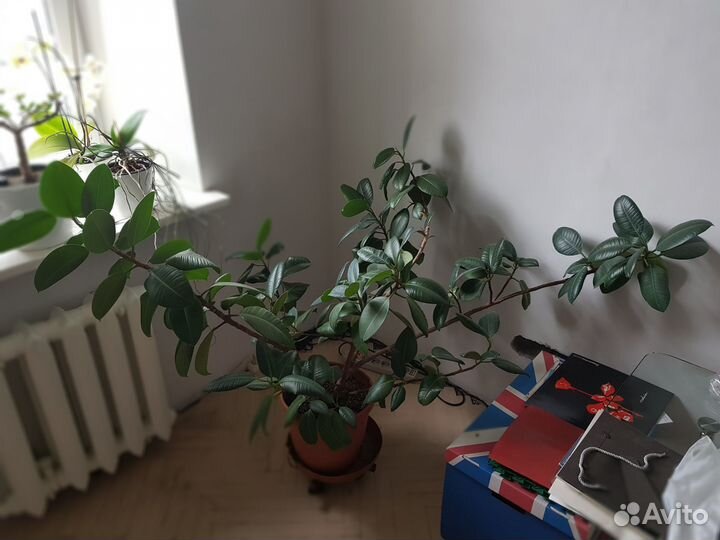 Фикус эластика