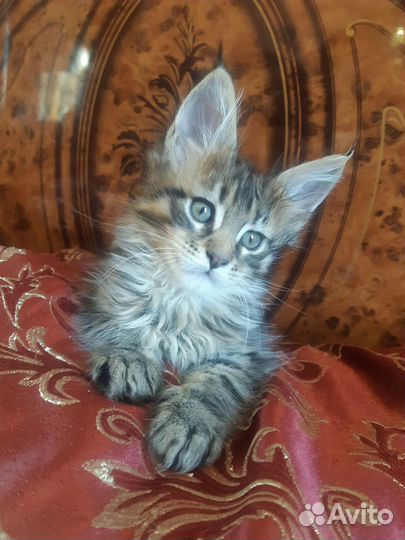 Котята мейн-кун