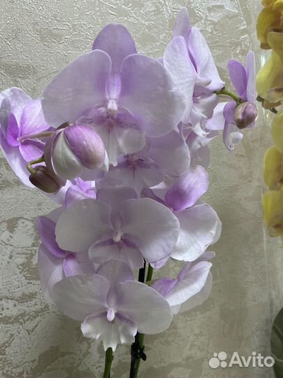 Орхидея биглип