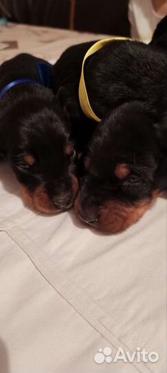 Доберманы мальчики и девочки детки