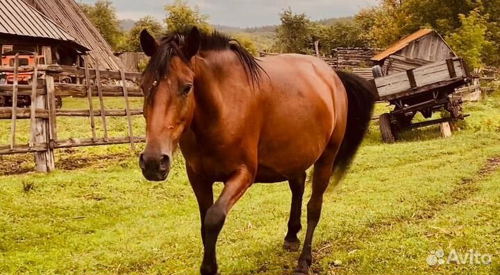 Кобылы, жеребцы