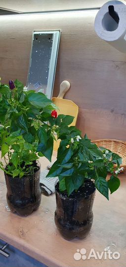 Перец комнатный острый