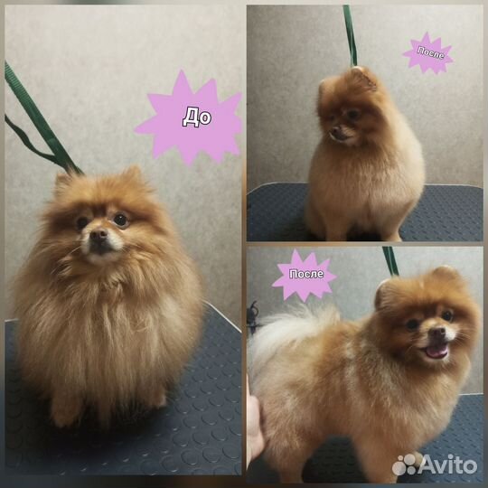 Груминг (стрижка собак)