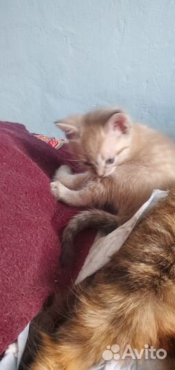 Сиамские котята
