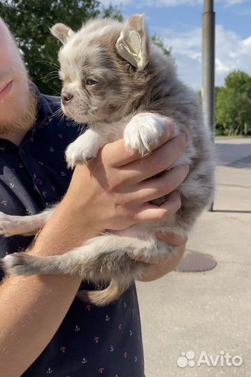 Щенки чихуахуа