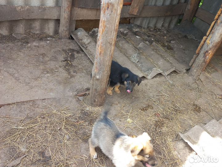 Собака в добрые руки немецкая овчарка щенок