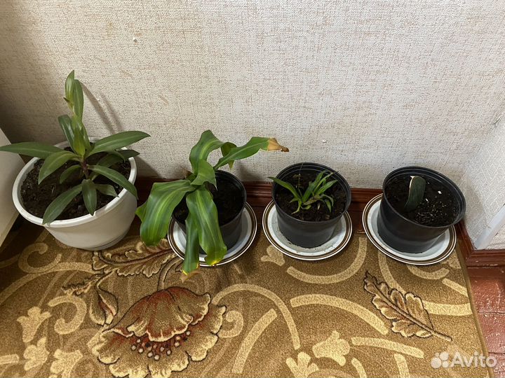 Домашние цветы