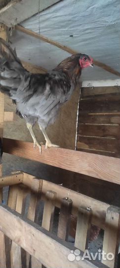 Петушки помесные и породные амерукуана