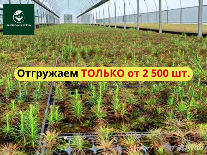 Сеянцы ели европейской зкс от производителя