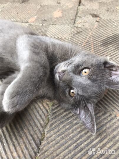 Котенок мальчик серый