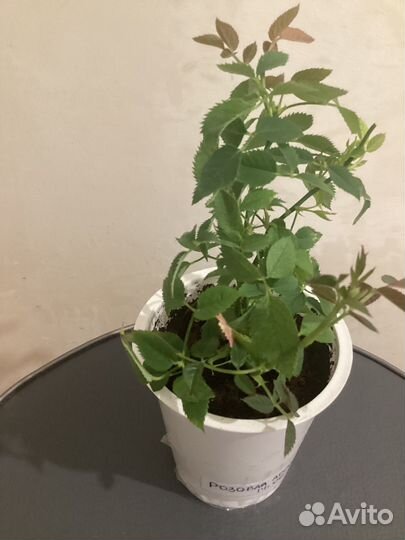 Роза ароматая комнатная