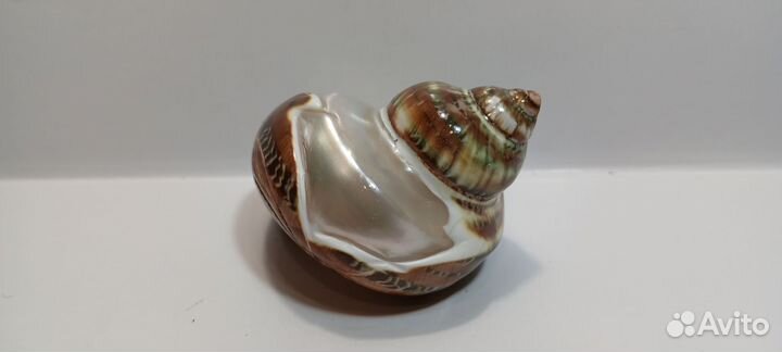 Турбо Петхолатус с дельфином 6,20 ракушка