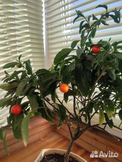 Паслён комнатный