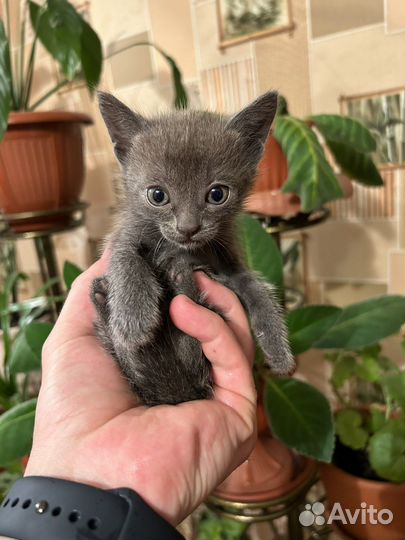 Котята русская голубая