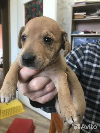 Продаются щенки таксы