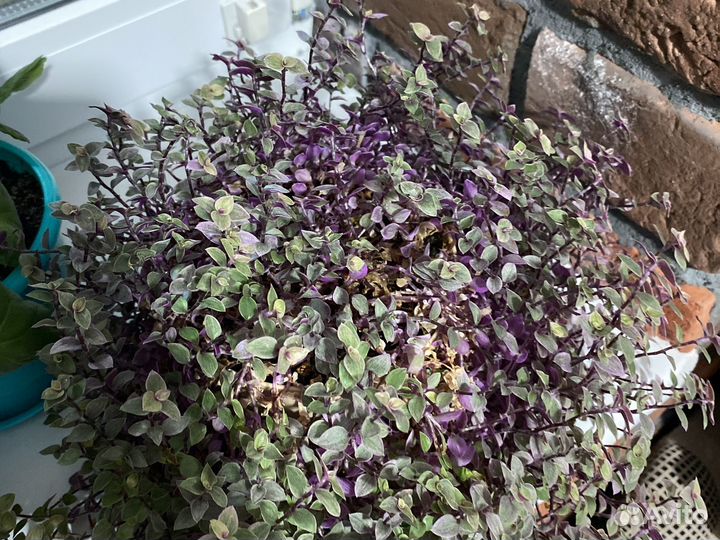 Традесканция мини