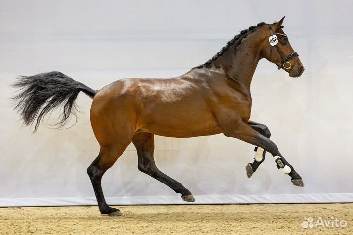 Kwpn Жеребец на случку