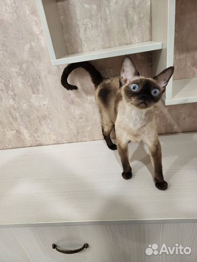 Девон рекс кошечка