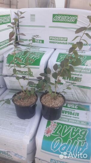 Саженцы голубики