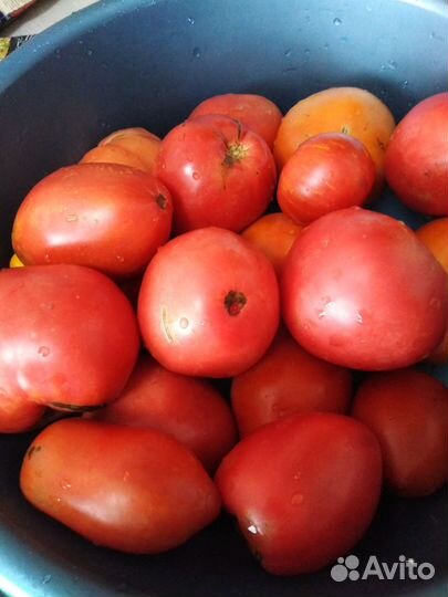 Помидоры домашние