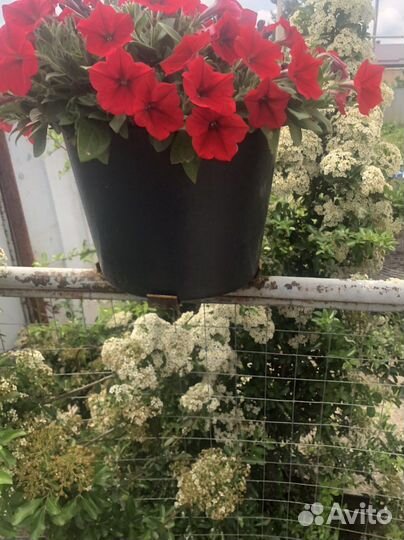 Петунья ампельная разные цвета и сорта