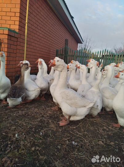 Холмогорские гуси