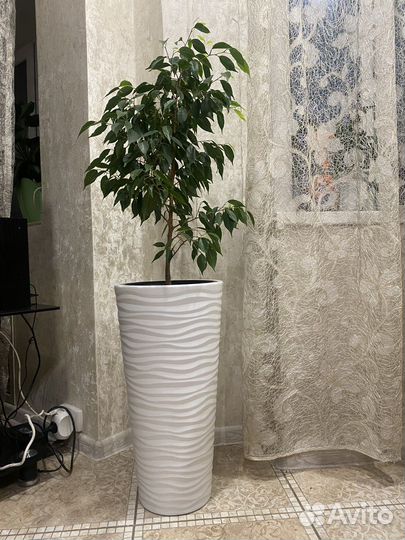 Фикус Бенджамина с напольным кашпо