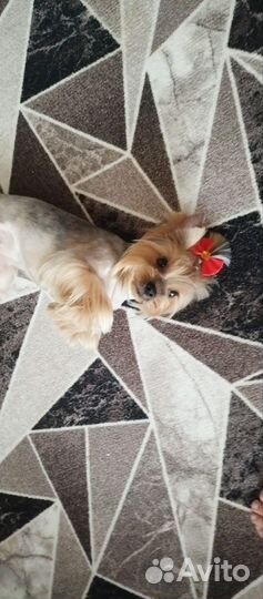 Йоркширский терьер девочка