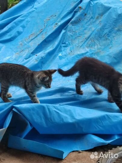 Кошки в добрые руки бесплатно